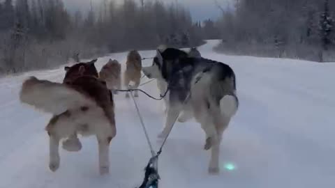 Husky Dog Sledding & Mushing Experience in November in Fairbanks, Alaska