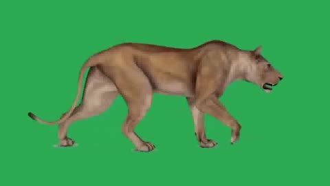 Lion Walk Green Screen