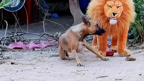 Frighten a sleeping dog by placing a lion doll in front of it