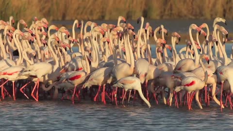 Flamingo Bird , most Beautifull Birds in the world