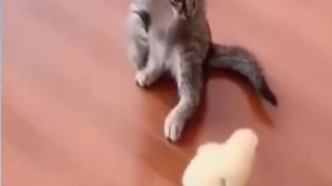 Cute Cat videos😀