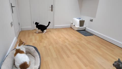 Hyper Cat Runs Into Wall