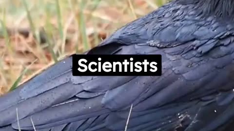 Clever Crows Unveiled: Fascinating Facts About These Intelligent Birds"