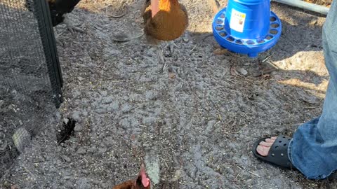 Chicken Tricks