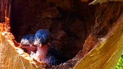 A nest of kingfishers lived in a tree hole by the road