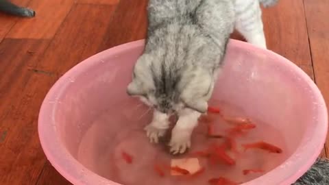 The lovely cat catches fish