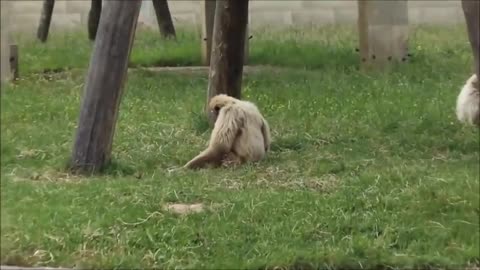 Cute Gibbons Playing & Climbing