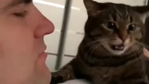 Funny Video Jealous Cat | Try Not Laugh,