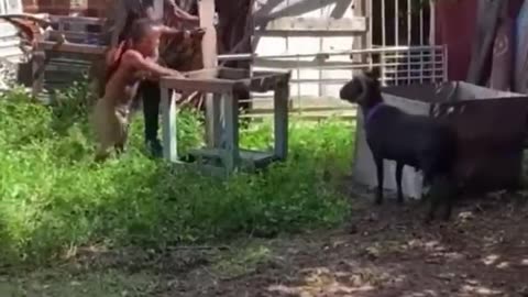 Goat helps you lose weight every day #animal #cutemouse #funnypets #dog #viral #goat @mouse11121