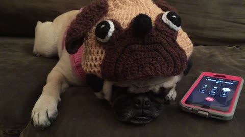 Pug On Hold For Customer Service