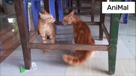 Two cats fighting under the table - Viral Cats