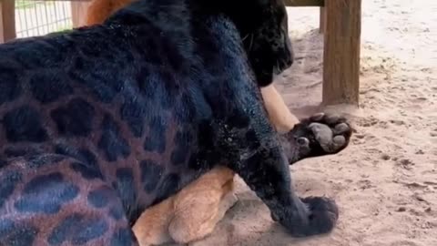 Jaguar and Puma Best Friends! AMAZING
