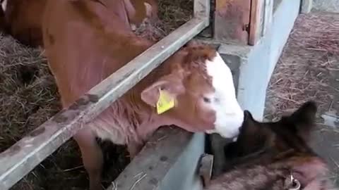 Cow loves Dog