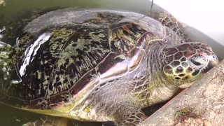 Seized endangered turtles to return to the wild