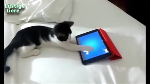 Funny cats behaviour