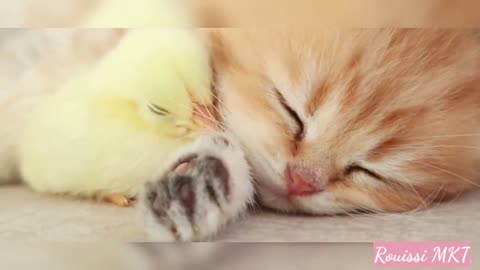 Watch this cat sleep with a chick (baby chicken)