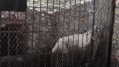 Rescue Bears Eat Snow Popsicles