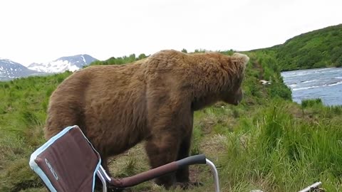 bear sits next to guy