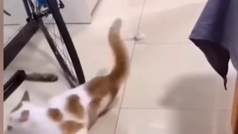 Funny cat video