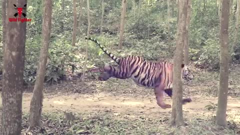 Tiger Attack Man in Forest - Fun Made Movie by Wild Fighter_Cut