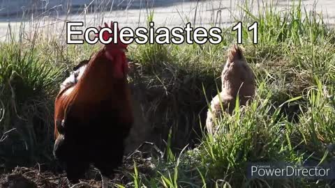 The Holy Bible - Ecclesiastes 11 NIV Audio