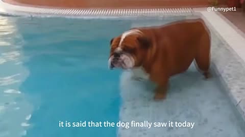 Baby instructs the dog to play in the water, the dog's reaction, the whole family laughs!