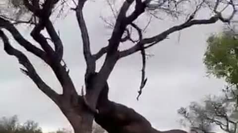 The elephant knocked over a big tree