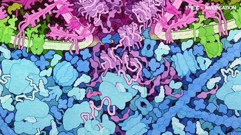 The body's fight against COVID-19 explained using 3D printed models