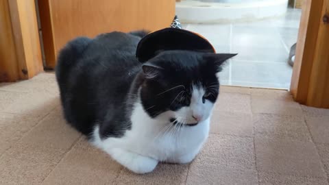 Cat Wears A Witch Hat 😾😾😾😾😾😾