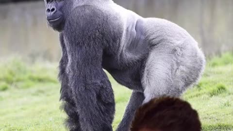 Yeah I wouldn’t mess with a gorilla