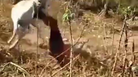 funny video donkey and owner fight