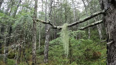 Beard Lichen