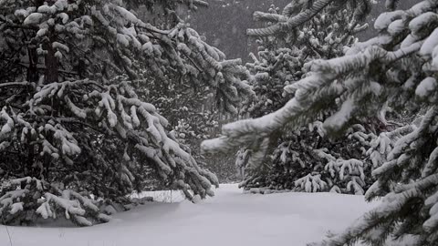 Frozen Forest: A Journey Through the Snowy Pines