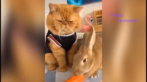 Best Funny Animal Videos Try not to Laugh