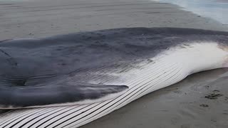 Beached Fin Whale #oregoncoast #whale #wildlife #animals #outdoors #beach