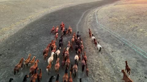 Horses galloping countryside