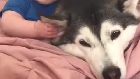 Baby becoming best friend cute dogy