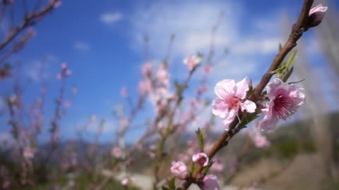 peach flower tree