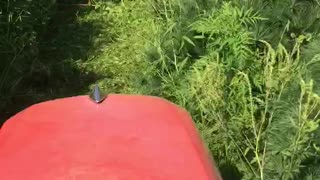 Mowing rows of nursery trees to keep weed away