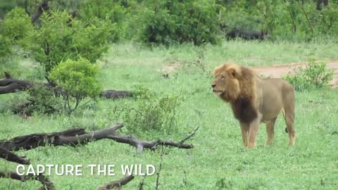 EXTREMELY RARE!!! Fearless Male Lion attacks Buffalolovely