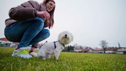 Maltese puppy calm while woman caressing