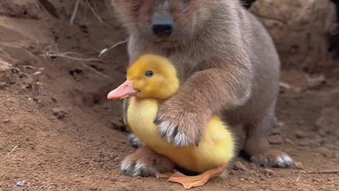 cute baby dog 🐕 playing with 🐥 cute little animals #shortvideo #cuteanimals #animation #cuteclips