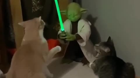 'Yoda vs kitties!