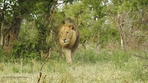 Lions in The Kruger National Park, South Africa.