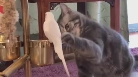 Cat touch To parrot 🦜.