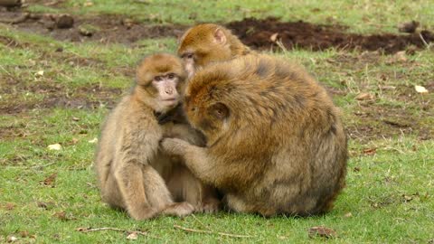 Funny Monkey family 1 - Playing like Little imps!