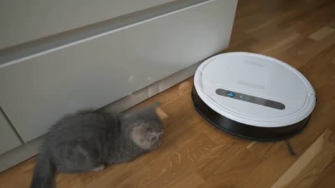 Cat playing on robot vaccum cleaner in house