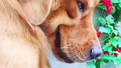 funny dog video. funny animal video. funny cat.