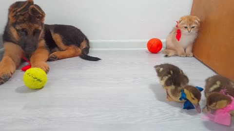 ducklings, a small Scottish cat and a small German dog