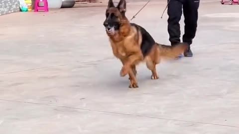 Funny dog clip , dog animals video dog cut